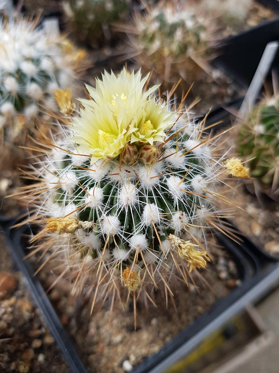 réf:633  Echinofossulocactus Phyllacanthus