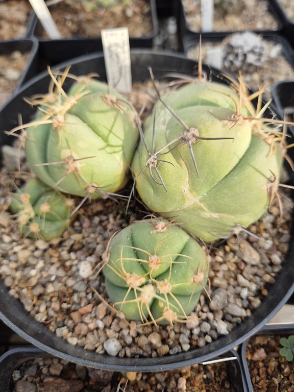 Gymnocalycium Buenekerii