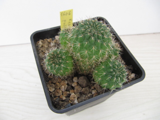 Rebutia  Padeayensis EH 