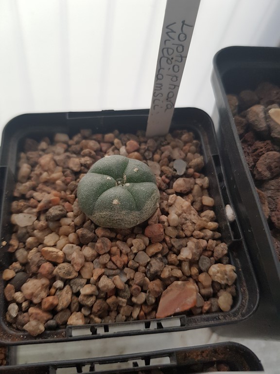 réf:622-2 Lophophora  Williamsii