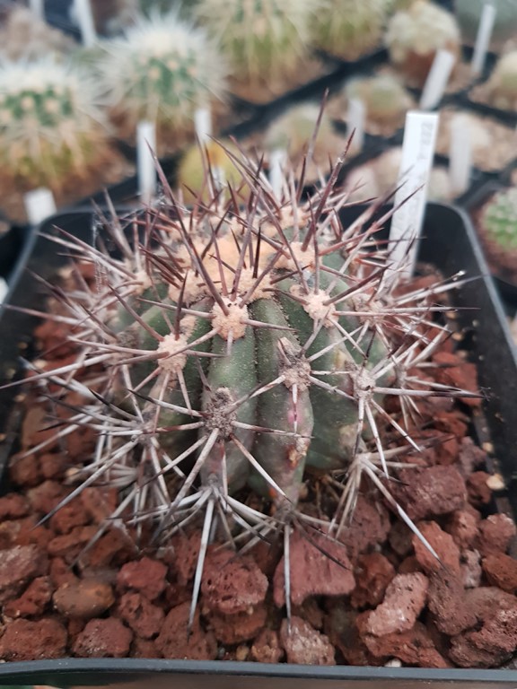 réf:228-1  Ferocactus Lindsayi