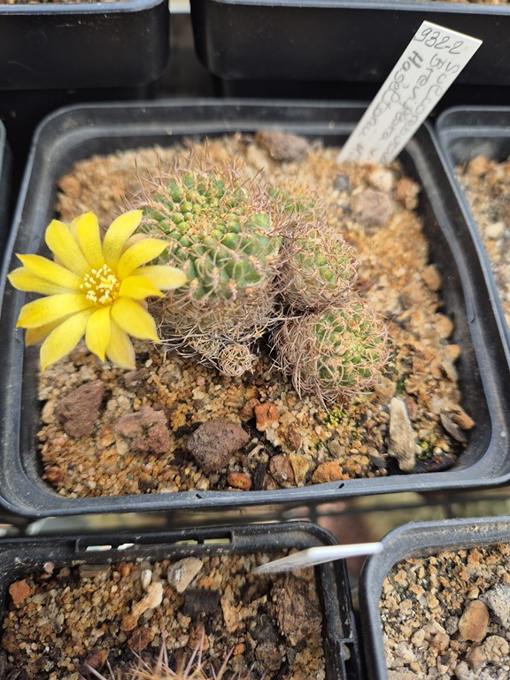 Sulcorebutia Breviflora v. haseltonii HS_144