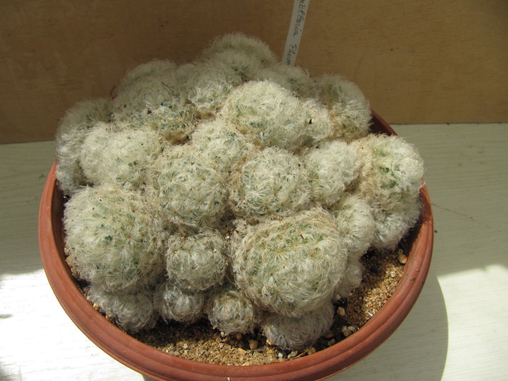 Mammillaria plumosa