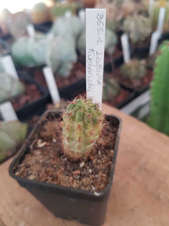 Lobivia Kuehnrichii