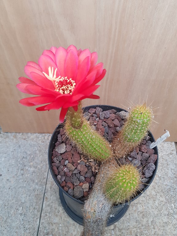 Echinopsis Huascha