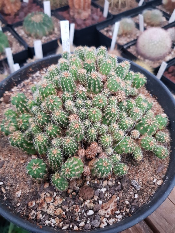 Matucana Polzii