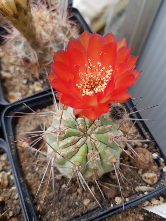 réf:71 Acanthocalycium Variiflorum (semis année 2010)