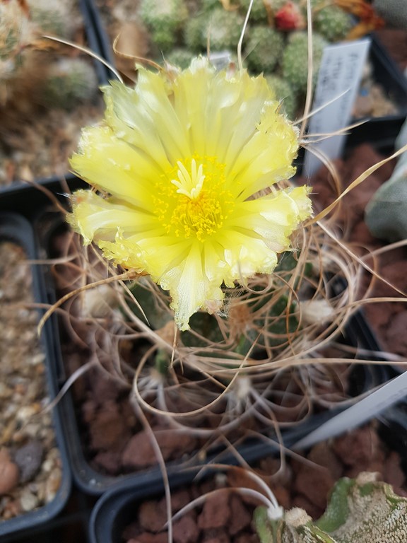 réf:900 Astrophytum Capricorne var. minor - P 269