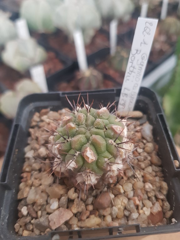 Gymnocalycium Borthii - LB 295 