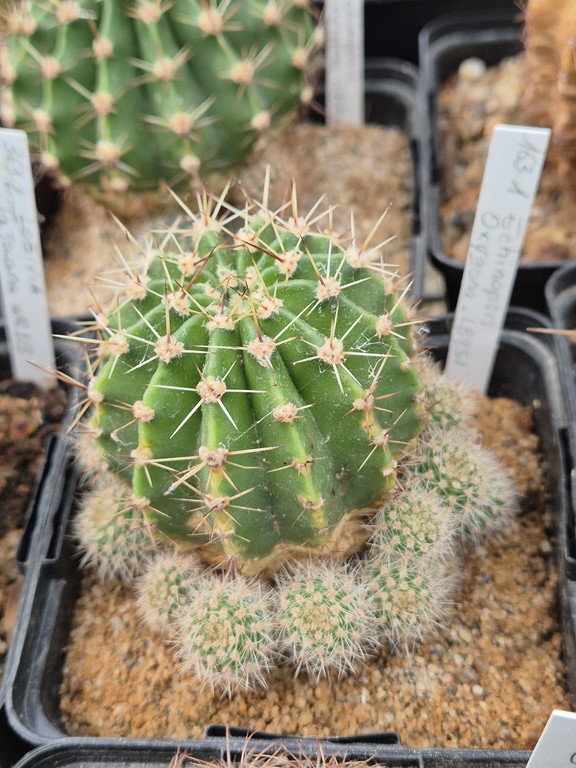 Echinopsis oxygona - LB 251
