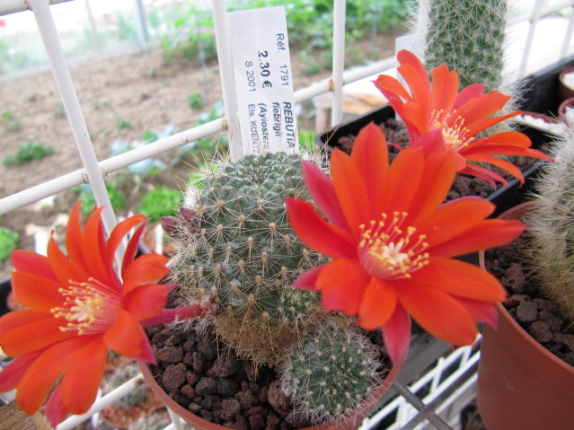 Rebutia Fiebrigii(Aylostera aureispina KK 1694)
