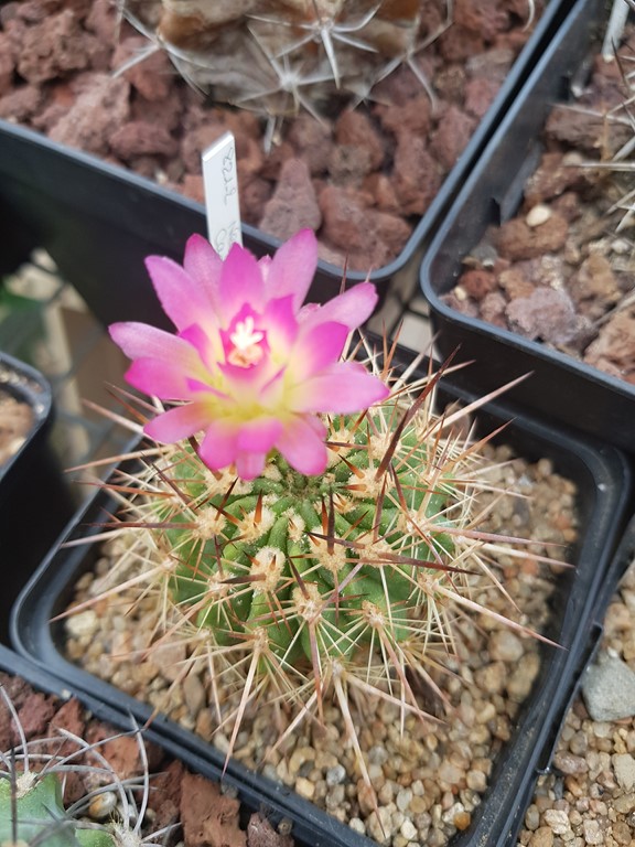 Neoporteria  castanea - RMF 370