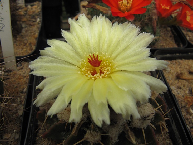 Wigginsia Erinacea