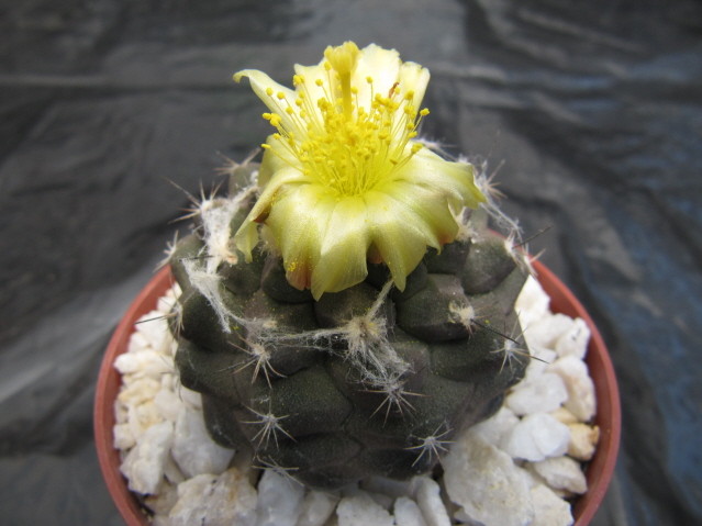 réf:679 Copiapoa Hypogaea