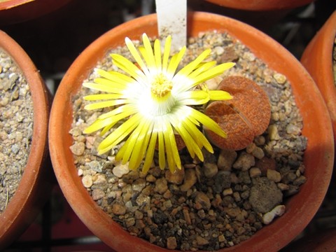 réf:33 Lithops Lesliei var. mariae C141