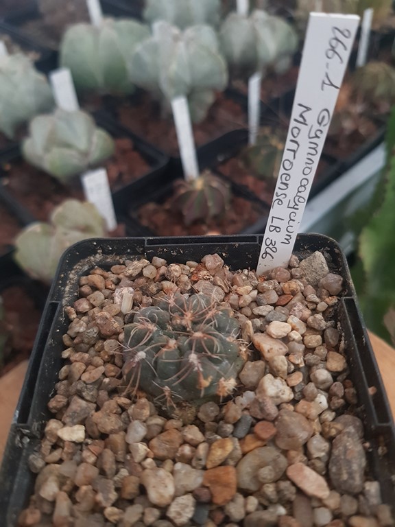 réf:266 Gymnocalycium Morroense - LB 326 