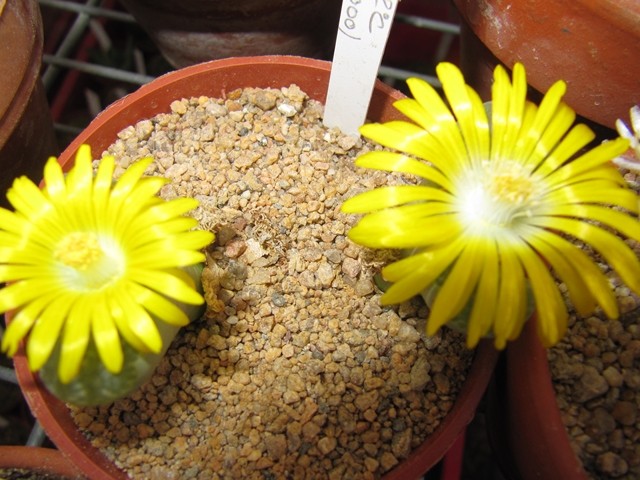 réf:30-1 Lithops Helmutii C271