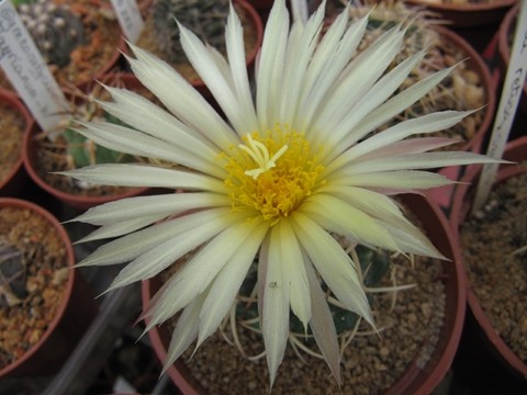 Coryphantha Retusa