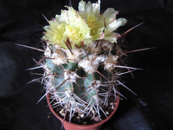 Copiapoa Coquimbana "Pendulina"