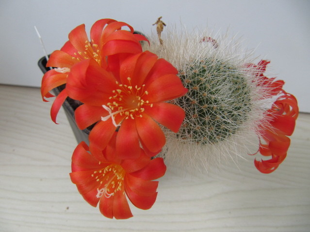 Rebutia Senilis 