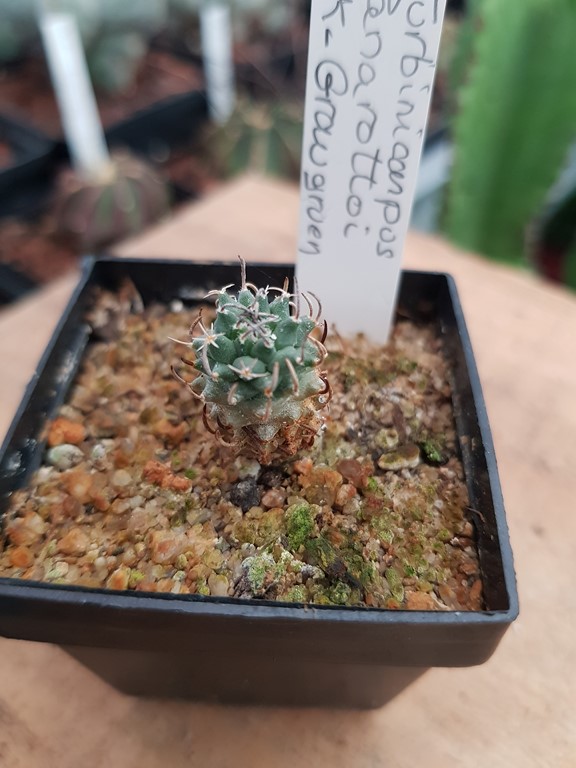 Turbinicarpus Panarottoi