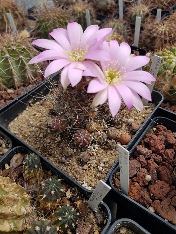Lobivia Wrightiana