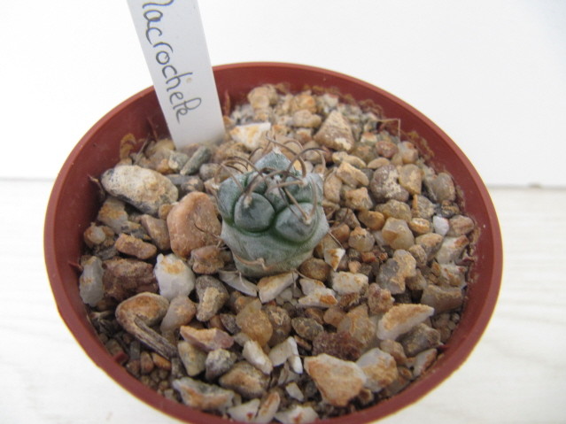 réf:586 Turbinicarpus schmiedickeanus ssp, macrochele