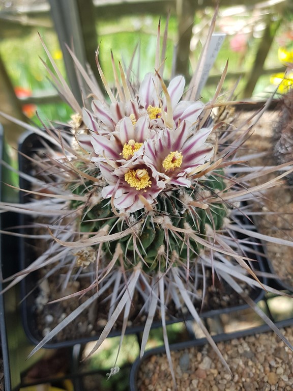 Echinofossulocactus Loydii