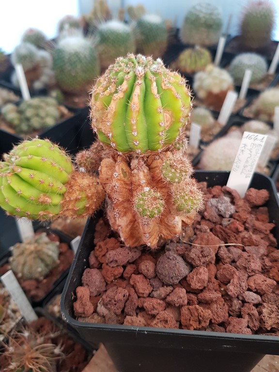 Echinopsis Eyriesii KK-1474 