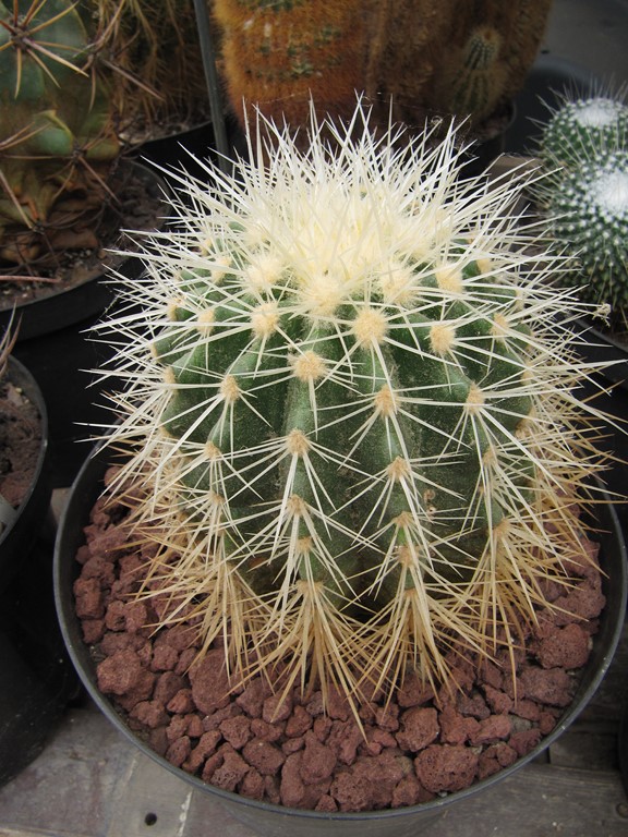 réf:703 Echinocactus Grusonii var alba