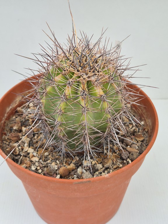 Carnegiea Gigantea