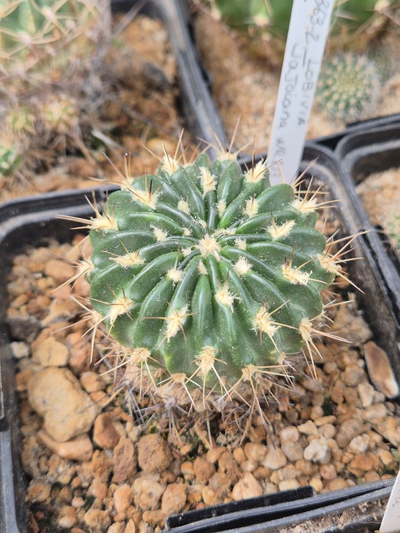 Lobivia jajoiana WR 213