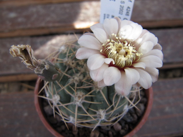 Gymnocalycium Ochoterenae ssp. herbsthferianum GN100-252