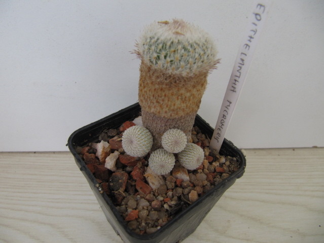  Epithelanta Micromeris