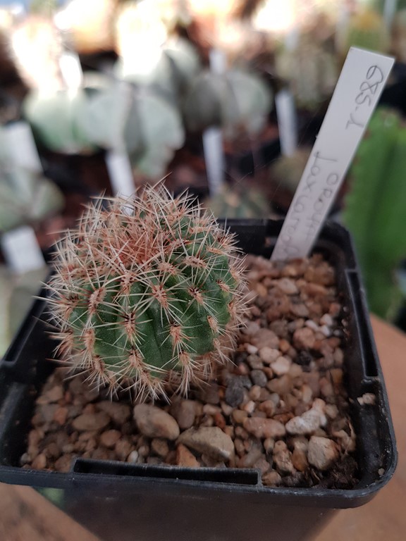 Oroya laxiareolata