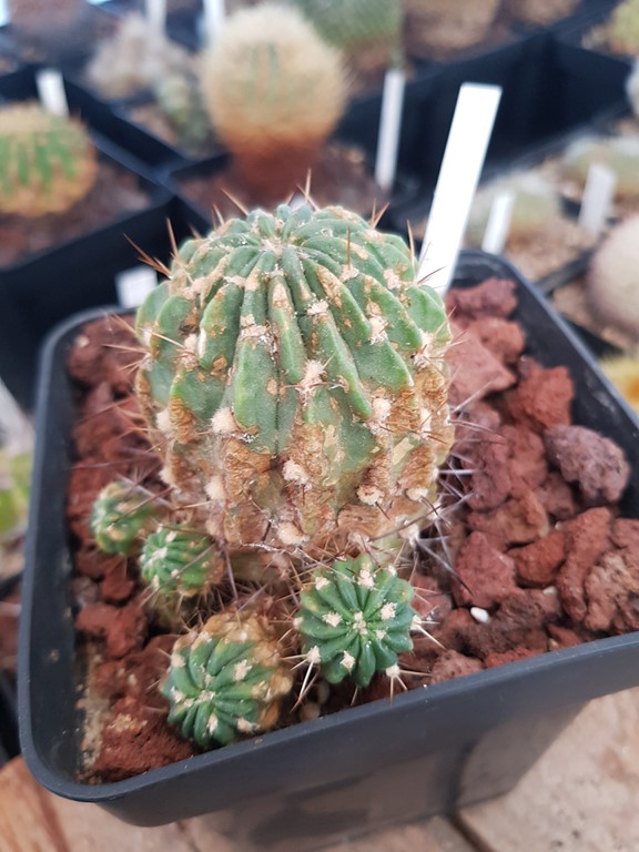 Lobivia Pentlandii "Omasuyana"