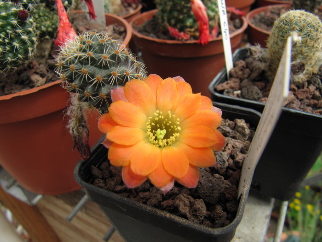 Rebutia Pygmaea v. isayachensis RH 1076a