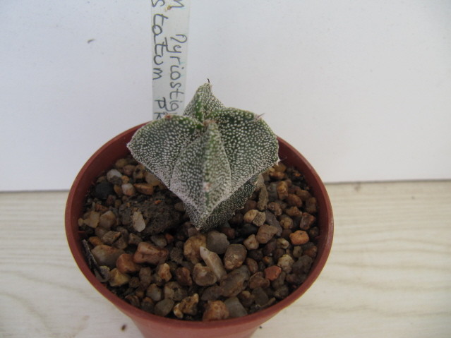  Astrophytum Myriostigma f. ‘tricostatum’ PR