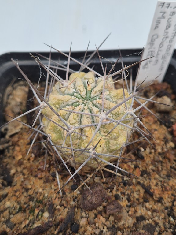 Acanthocalycium  Aurantiacum