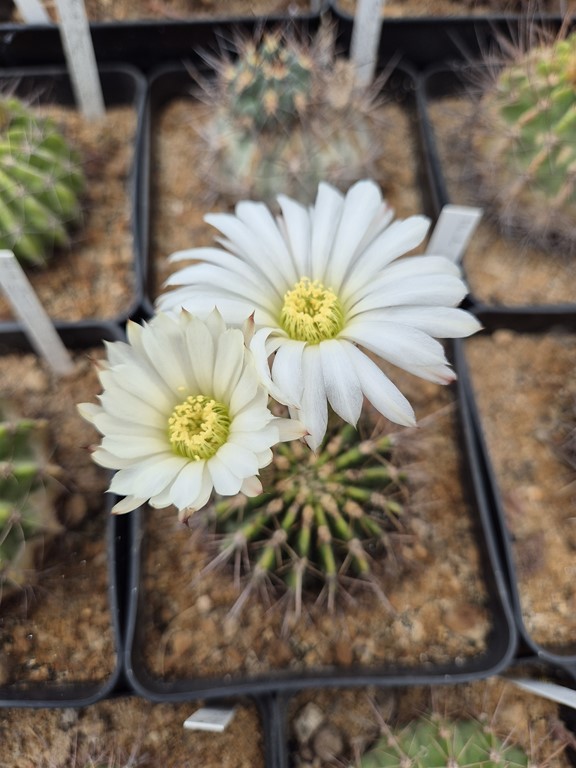 Acanthocalycium  klimpelianum