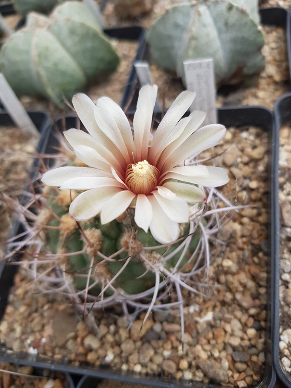 Gymnocalycium Ambatoense Kh376