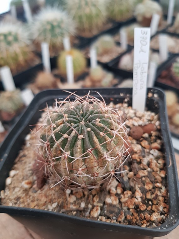 Lobivia Pampana