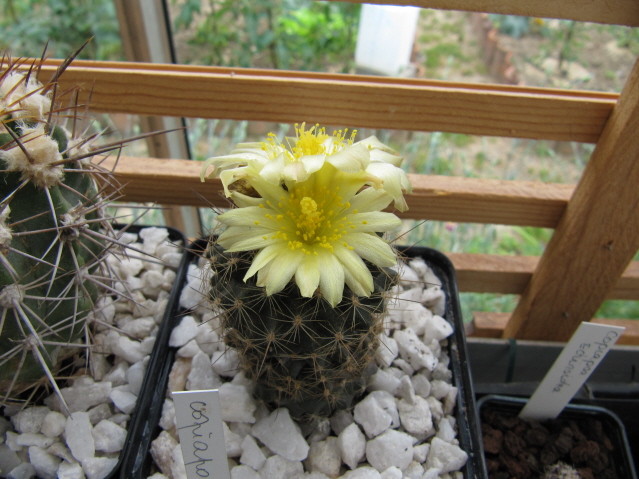 réf:100  Copiapoa Humilis FR 464