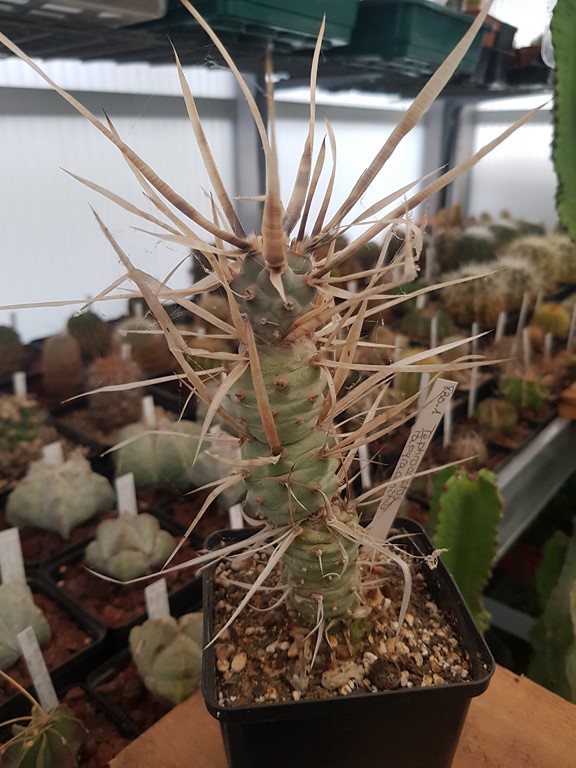 réf:830 Tephrocactus Papyracanthus