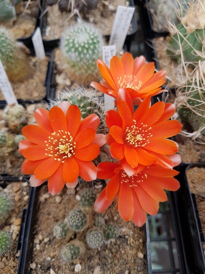 Rebutia Steinmannii v. applanata WK_875