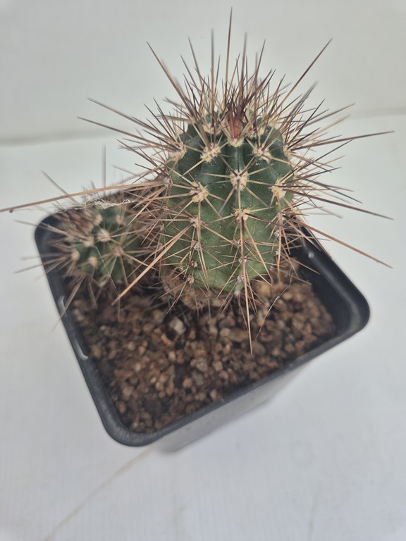 Echinocereus Coccineus - BW 213