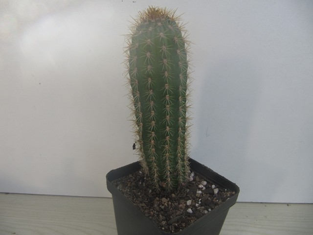 Echinopsis  Spachiana