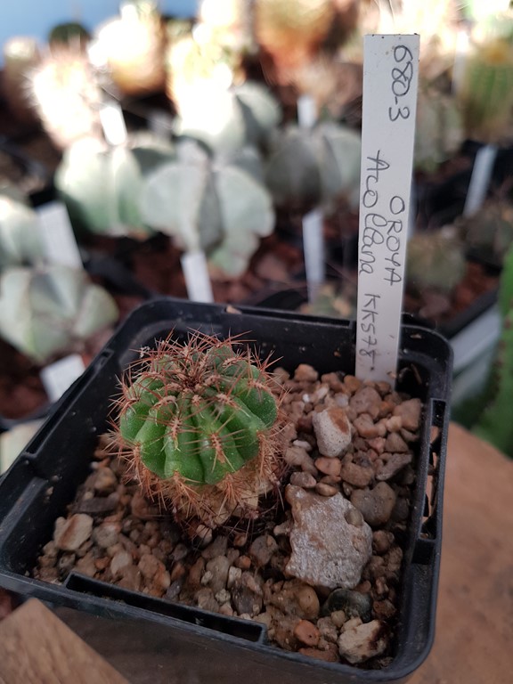 Oroya acollana KK 578