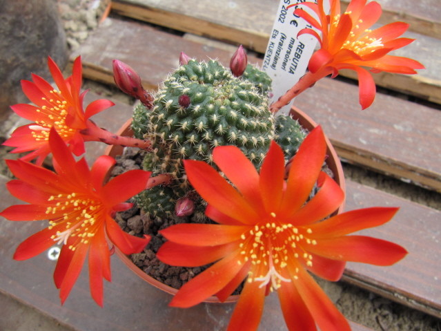 Rebutia Marsoneri