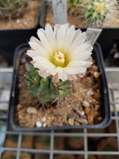 Neoporteria paucicostata JL1401 et al